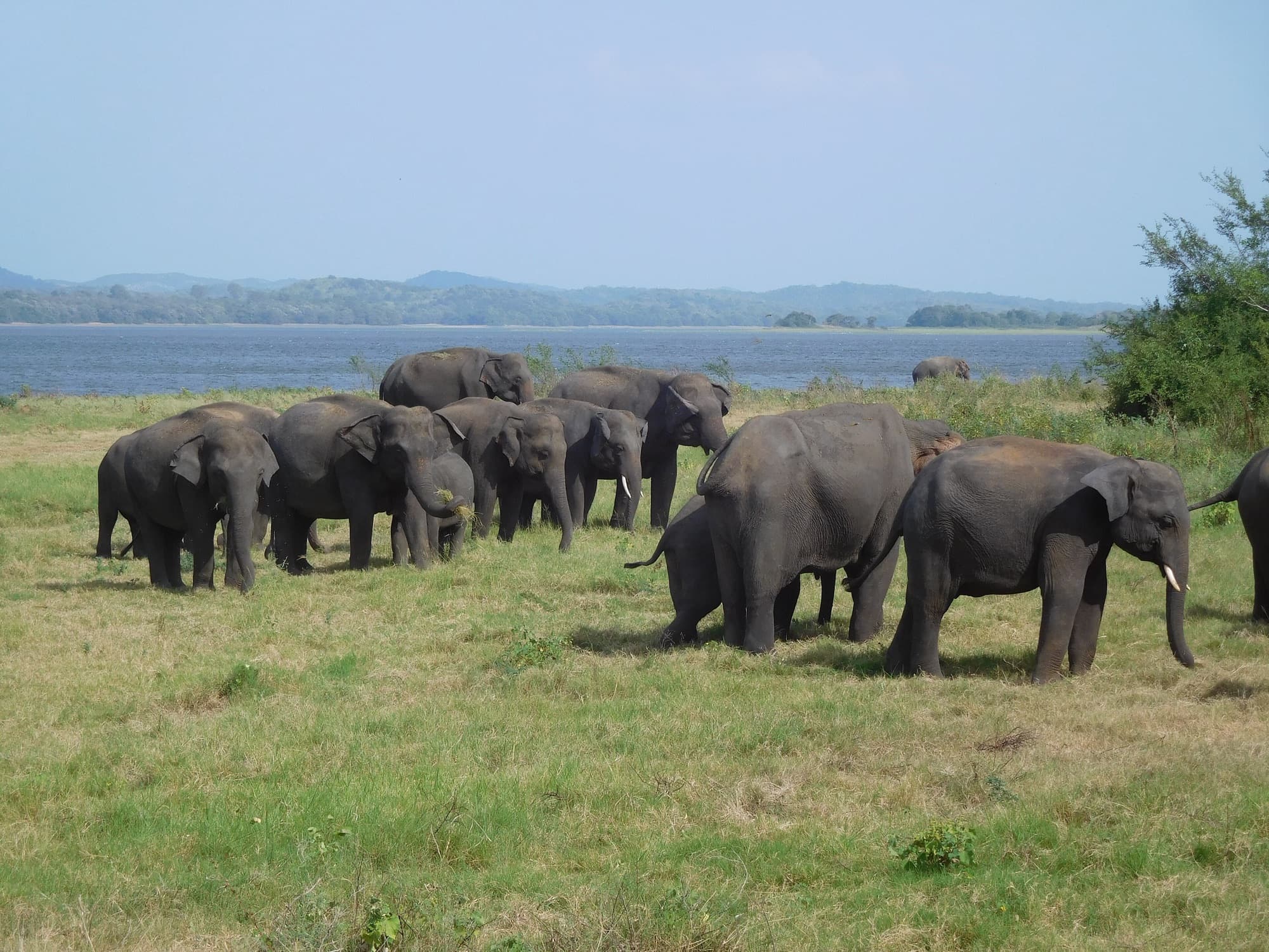 A herd of wild elephants gathering at Minneriya National Park